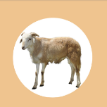 Sheep (ሙሉ በግ)