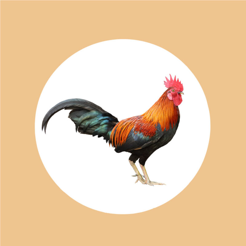 Doro (ዶሮ)
